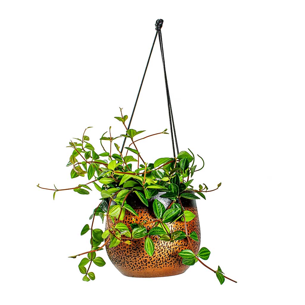 Peperomia angulata rocca scuro Dark Green Beetle Radiator Plant & Mya Hanging Planter - Shiny Mocha
