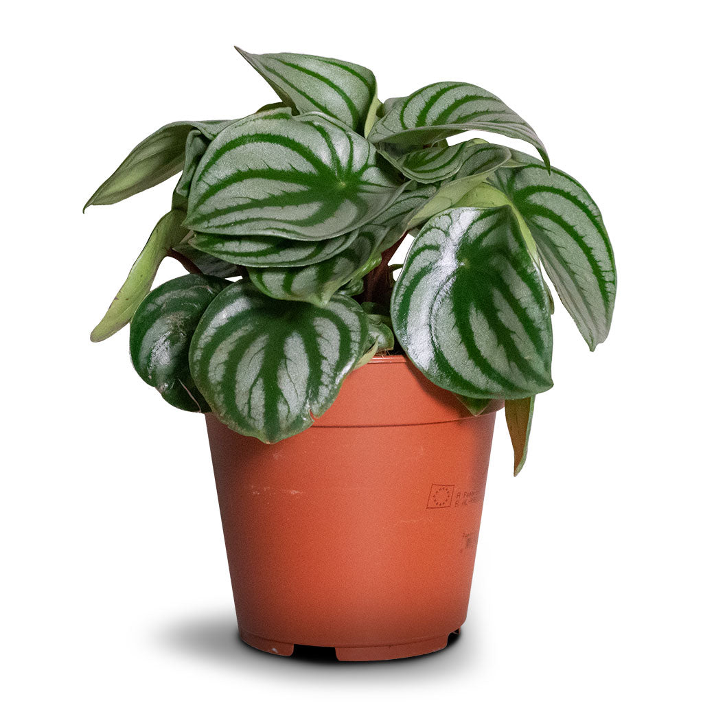 Peperomia argyreia - Watermelon Peperomia