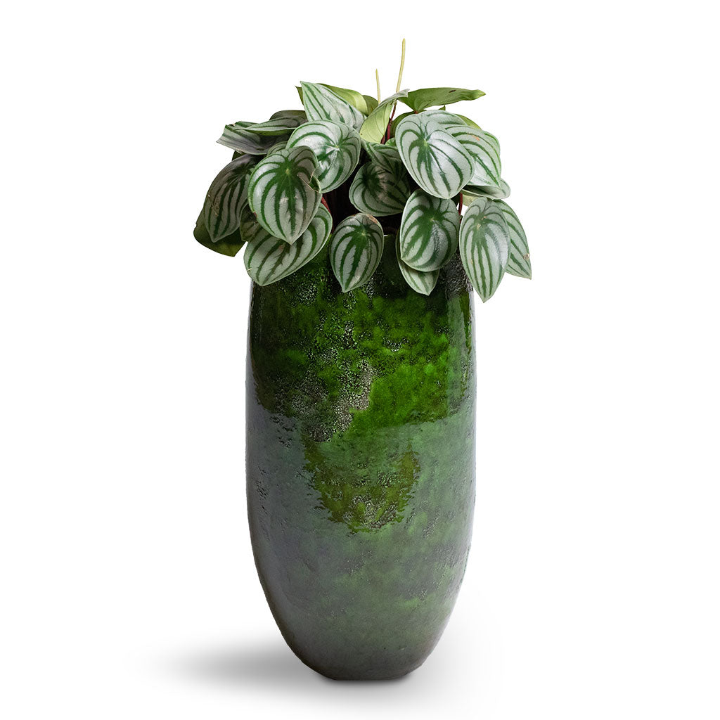 Peperomia argyreia - Watermelon Peperomia & Aimee Tall Plant Vase - Pear