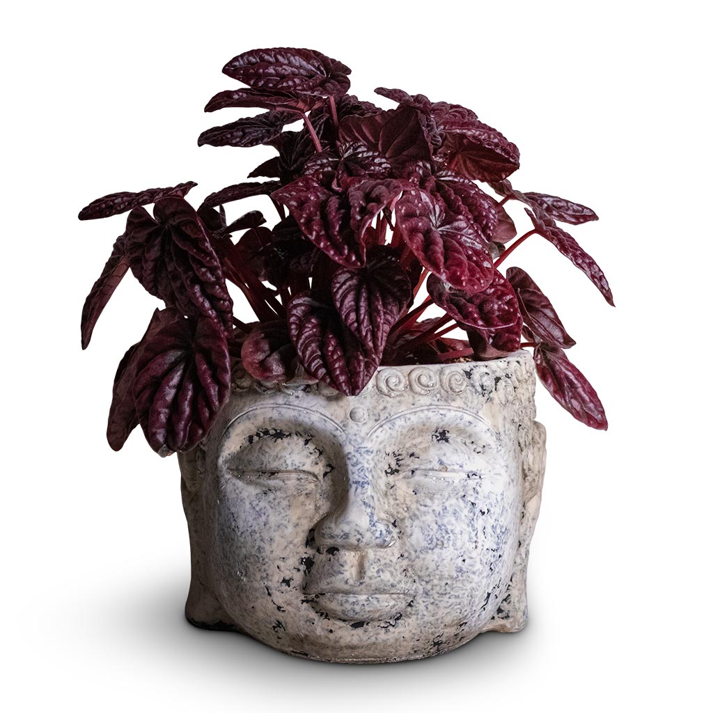 Peperomia caperata Red Luna Houseplant & Buddha Plant Pot - Cement