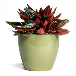 Peperomia caperata Rosso & Sven Plant Pot - Mint