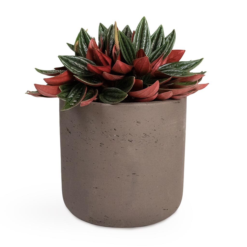 Peperomia caperata Rosso Houseplant & Charlie Plant Pot - Ash Brown