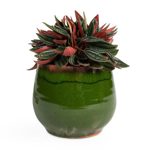Peperomia caperata Rosso Houseplant & Charlotte Plant Pot - Green