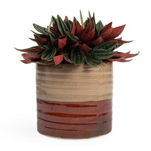Peperomia caperata Rosso Houseplant & Didi Plant Pot - Matt Brown