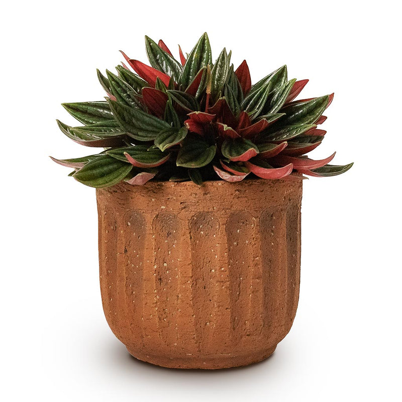 Duncan Plant Pot Rust Quality Plant Pots Hortology