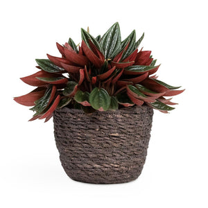 Peperomia caperata Rosso Houseplant & Igmar Plant Basket - Grey