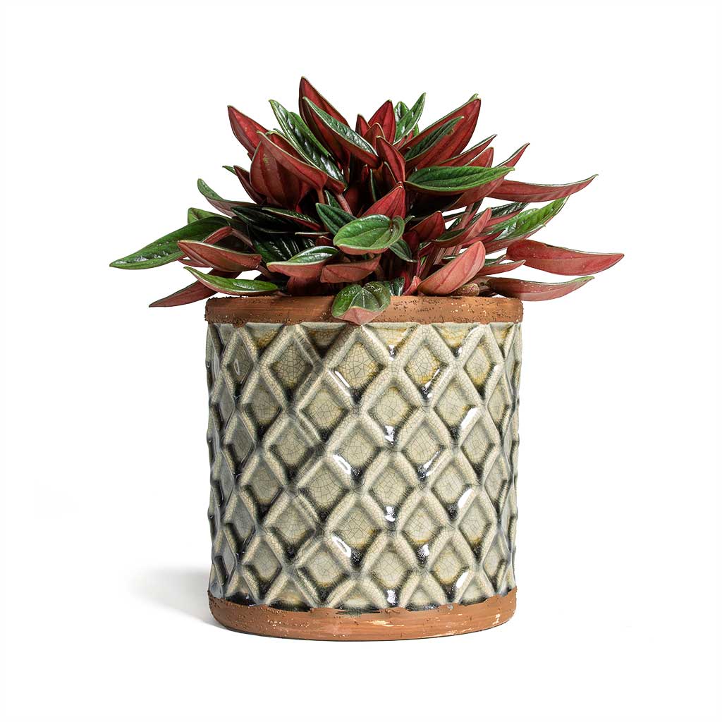 Peperomia caperata Rosso & Liam Plant Pot - Grey