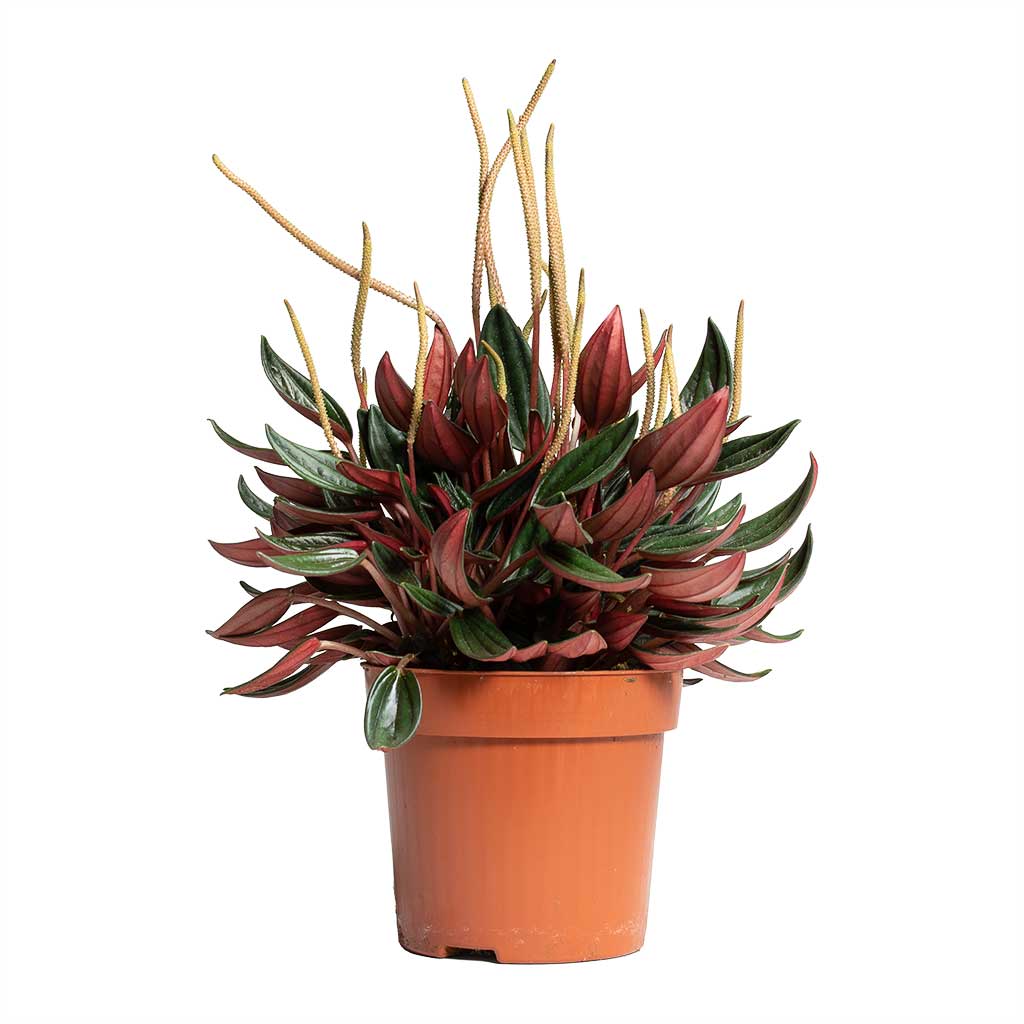 Peperomia caperata Rosso Houseplant 10.5x15cm Flowering