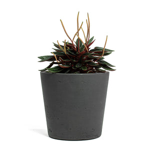 Peperomia caperata Rosso with Mini Bucket Plant Pot Black Washed