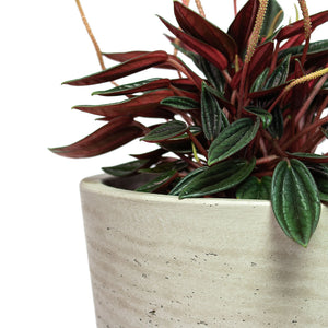 Peperomia caperata Rosso with Mini Bucket Plant Pot Grey Washed Close-Up