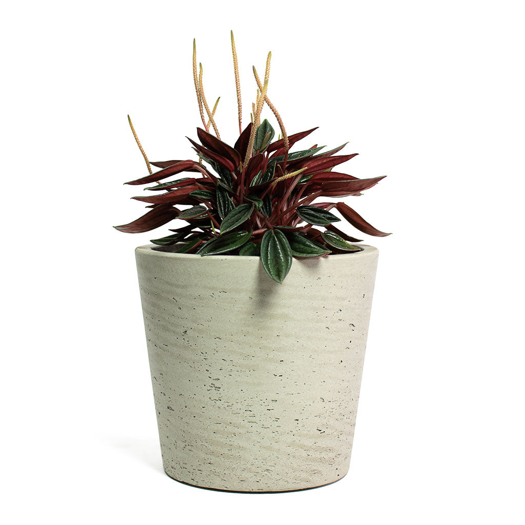 Peperomia caperata Rosso with Mini Bucket Plant Pot Grey Washed