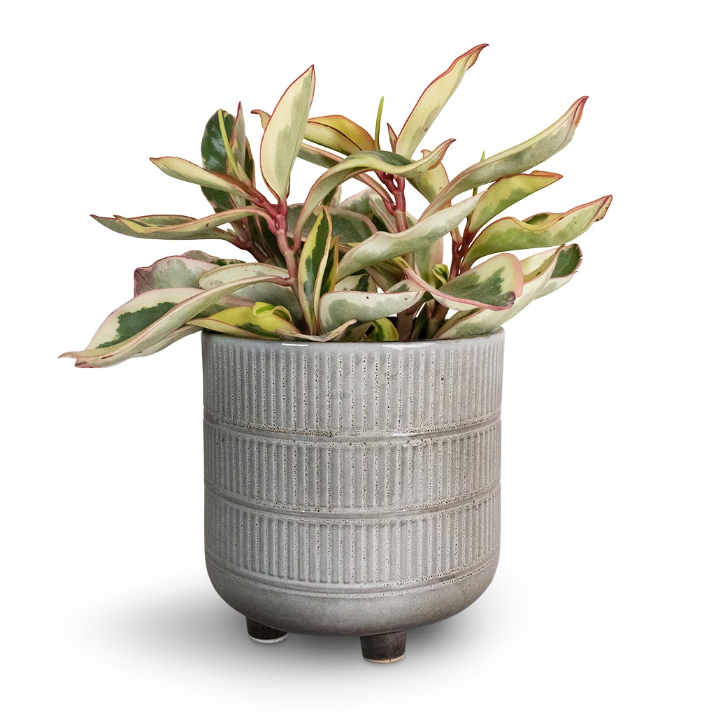 Peperomia clusiifolia Jelly - Variegated Red Edged Radiator Plant & Denise Plant Pot - Fossil