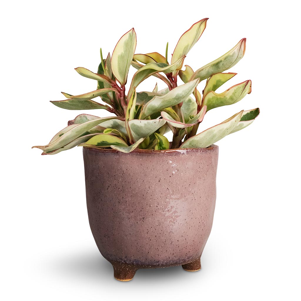 Peperomia clusiifolia Jelly - Variegated Red Edged Radiator Plant &amp; Kaat Plant Pot - Old Pink