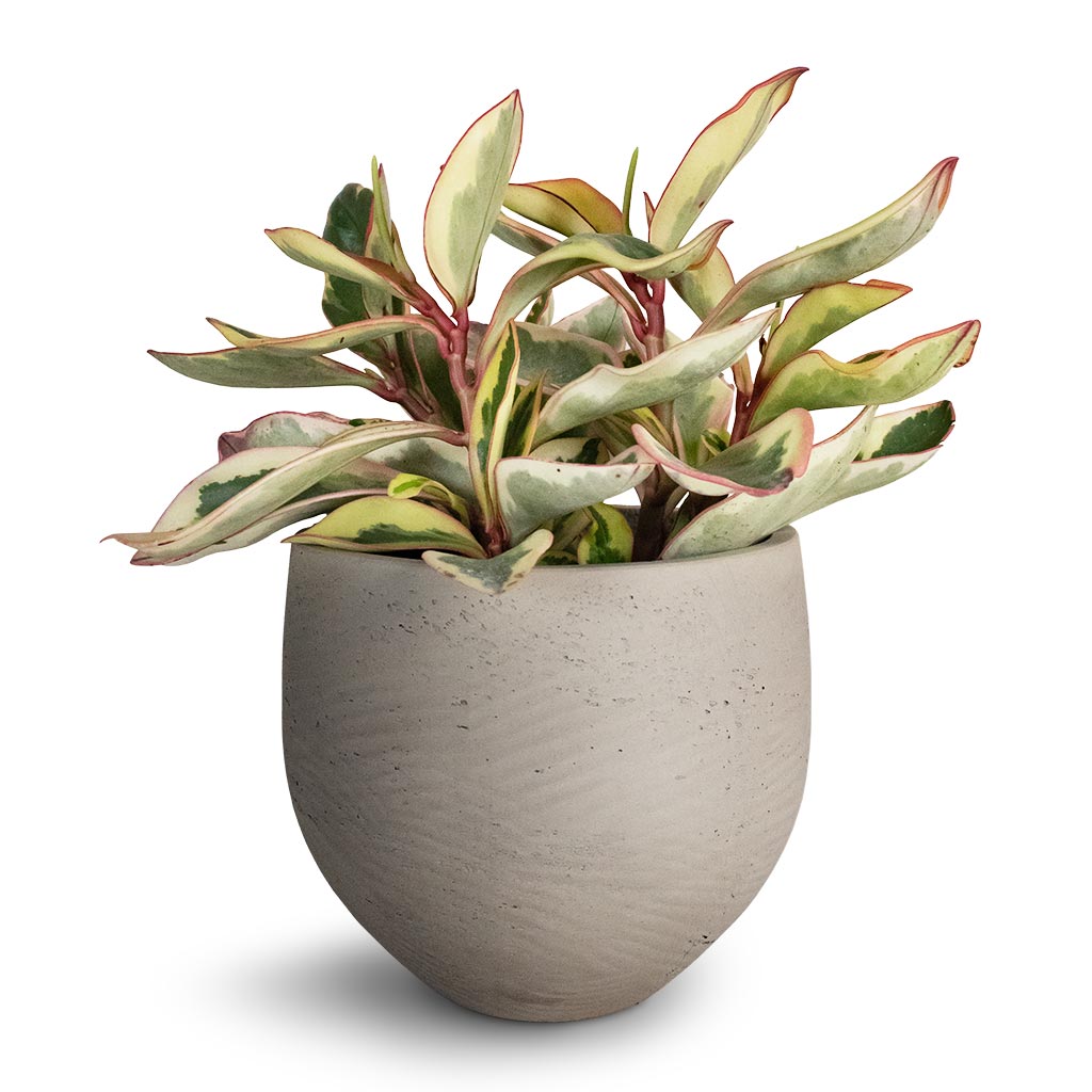 Peperomia clusiifolia Jelly - Variegated Red Edged Radiator Plant & Mini Orb Kevan Plant Pot - Grey Washed