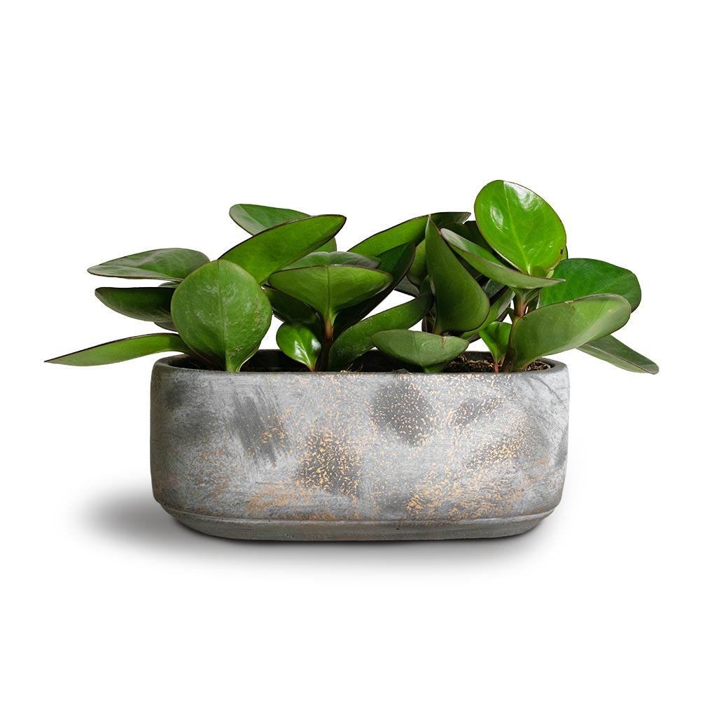 Saar Oval Plant Bowl - Earth Cement & Peperomia Red Eged