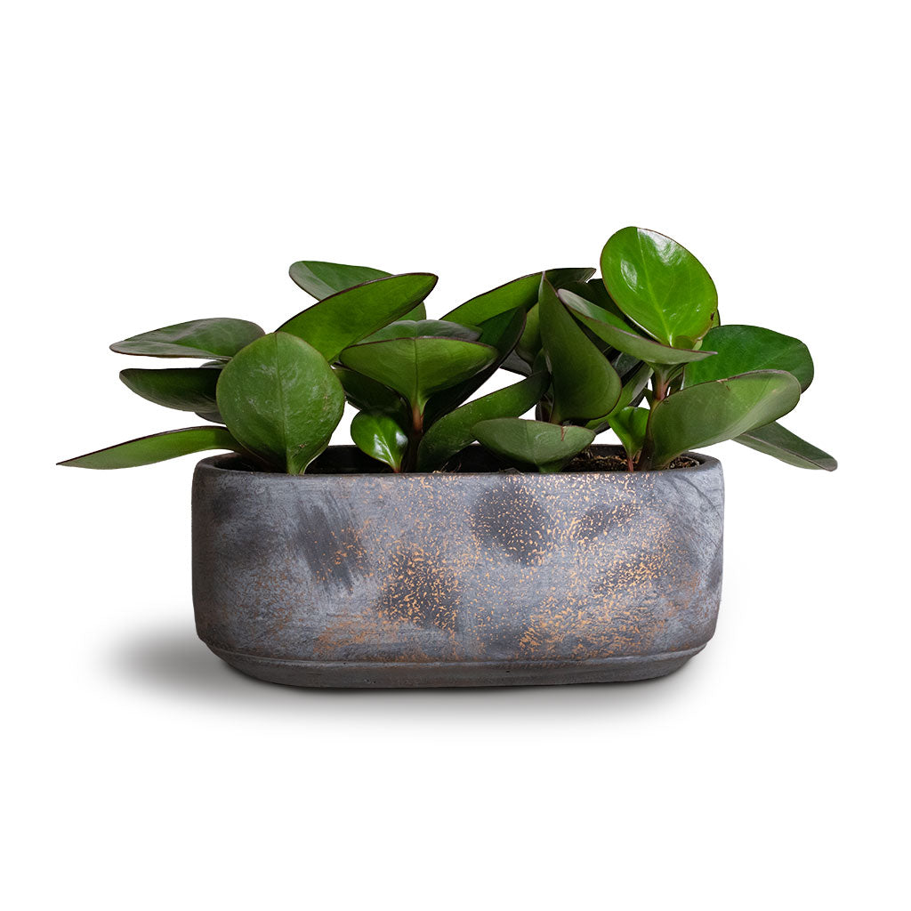 Red Radiator Plant Peperomia clusiifolia Red Margin - Red Edge Radiator Plant | Hortology ...
