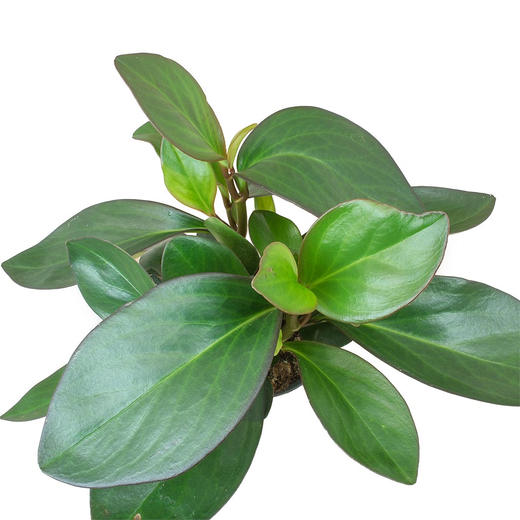 Peperomia clusiifolia Red Margin - Red Edged Radiator Plant - Large Leaves