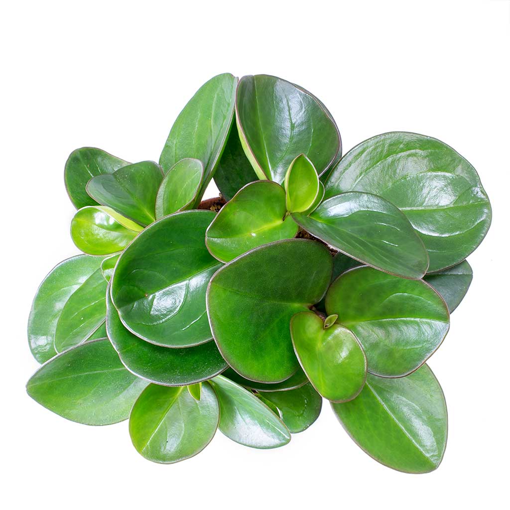 Peperomia clusiifolia Red Margin - Red Edged Radiator Plant Leaves