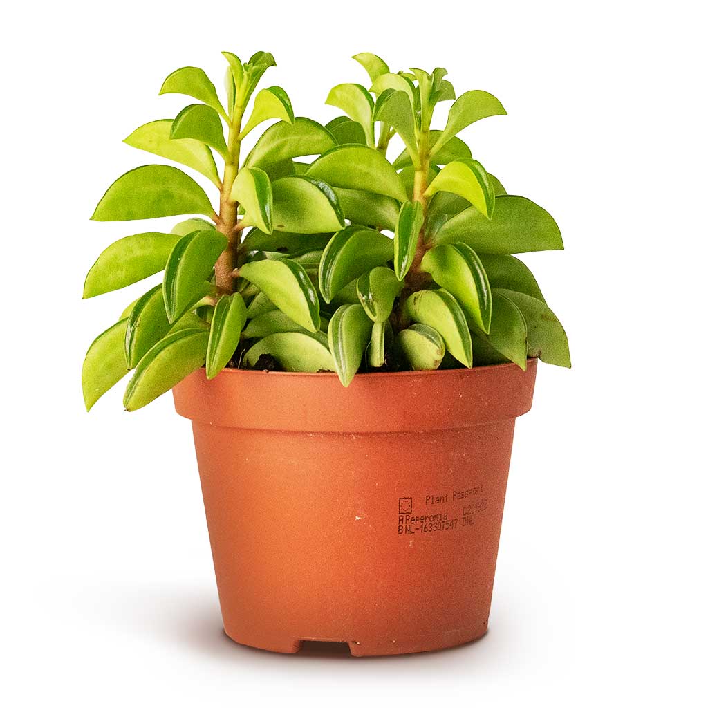 Peperomia dolabriformis - Prayer Pepper
