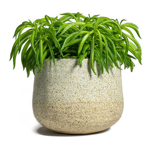 Peperomia ferreyrae Happy Bean Houseplant & Iris Plant Pot Sand