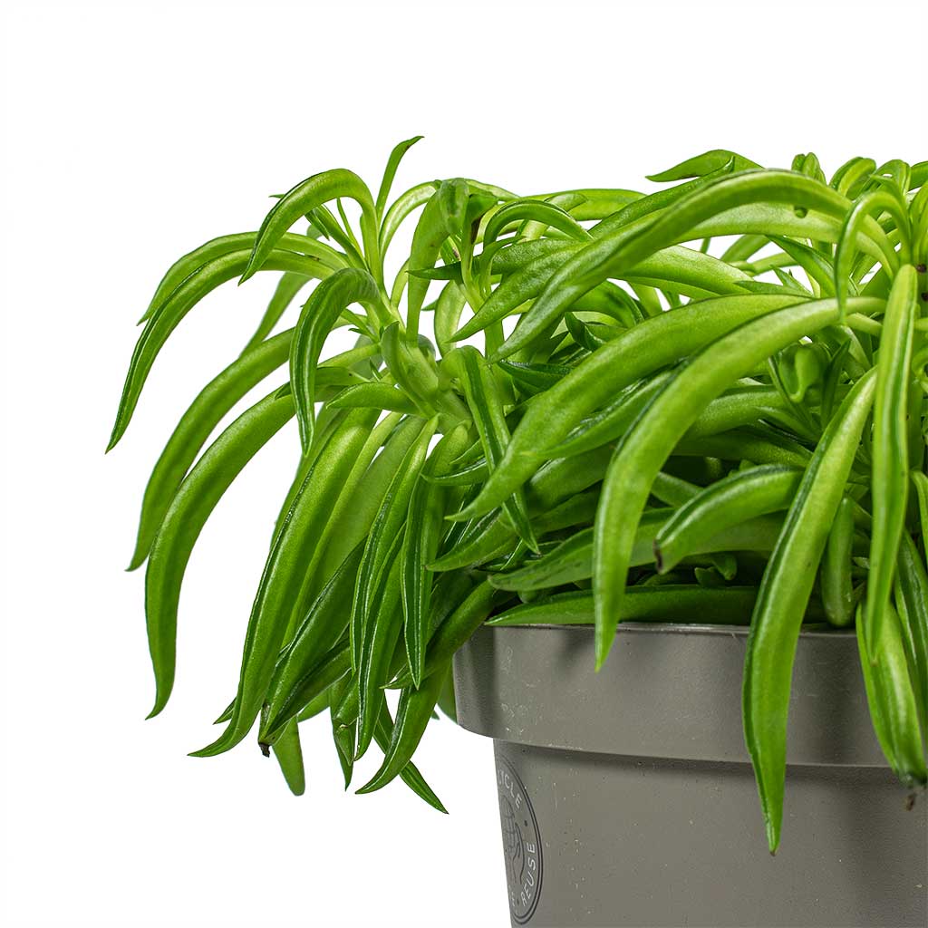 peperomia happy bean succulent Peperomia ferreyrae Nevada - Happy Bean Houseplant | Hortology