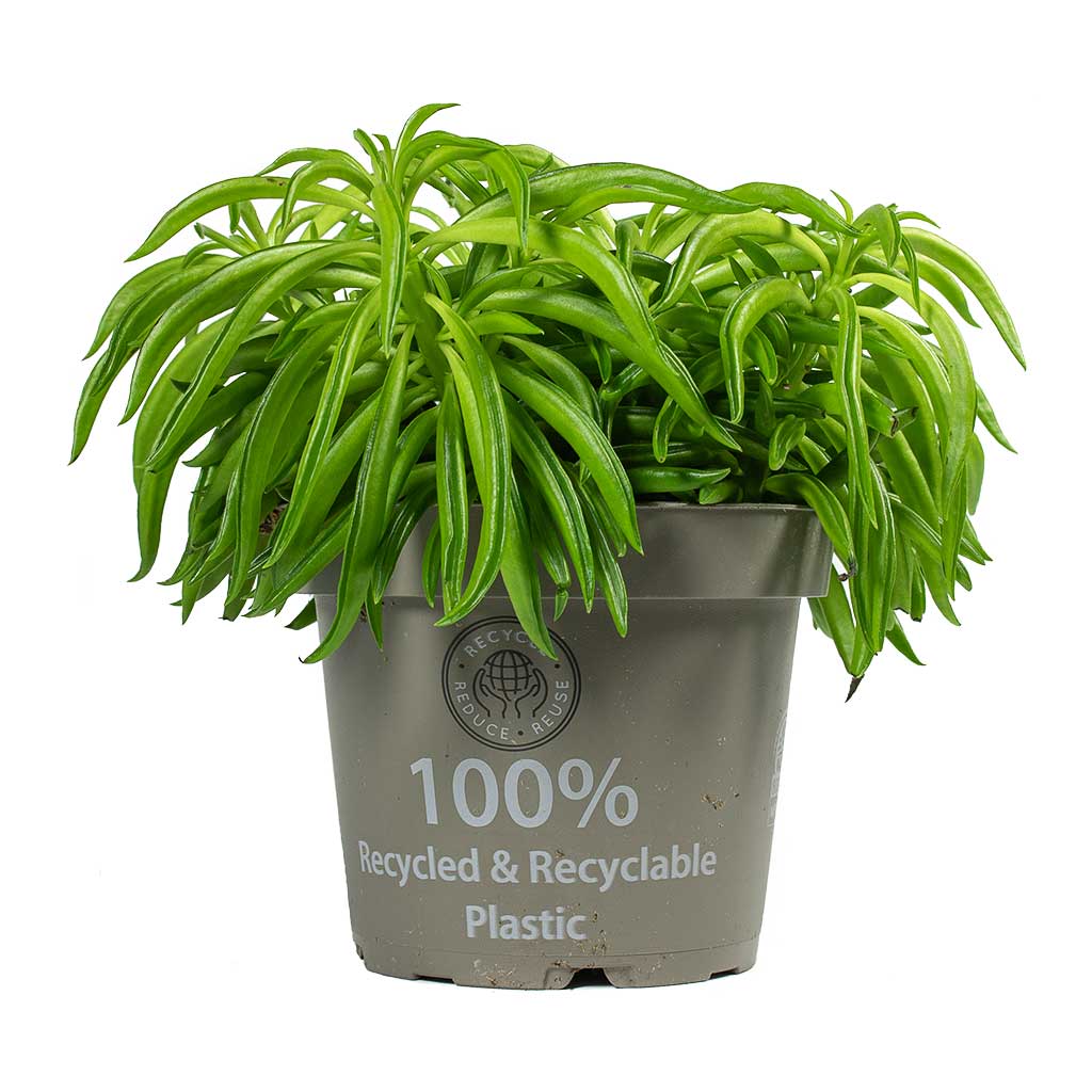 bean house plant Peperomia ferreyrae Nevada - Happy Bean Houseplant | Hortology