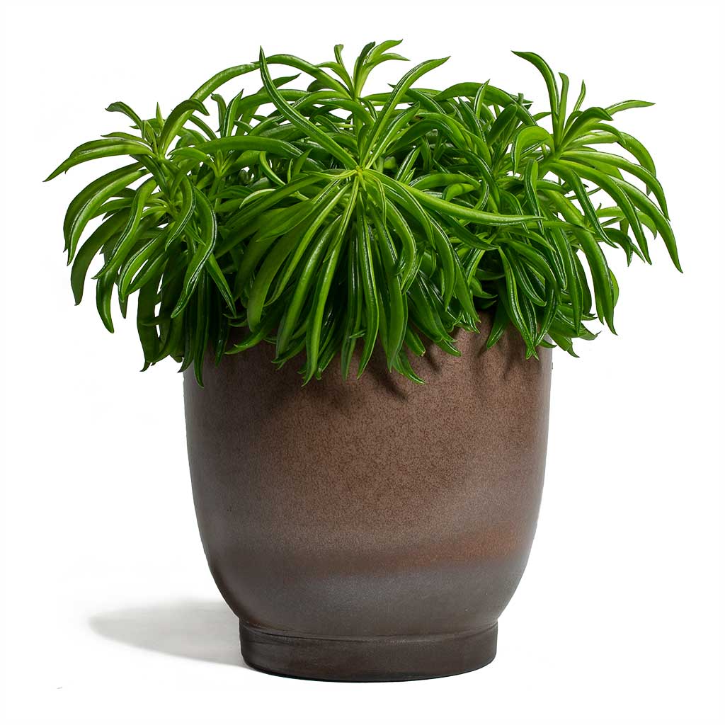 Peperomia ferreyrae Nevada Happy Bean & Linn Plant Pot - Mink