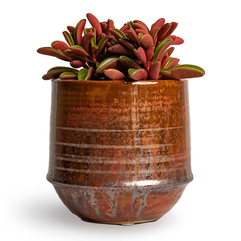 Peperomia graveolens Ruby Glow Radiator Houseplant &amp; Plant Pot Noud - Copper