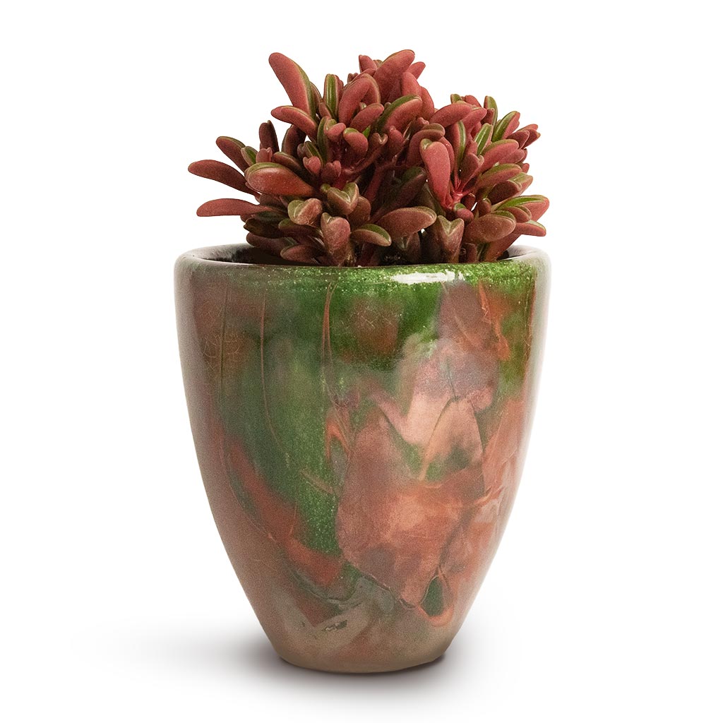 Peperomia graveolens Ruby Glow Radiator Plant & Livin Beauty Flowerpot Copper Green Matt Smooth