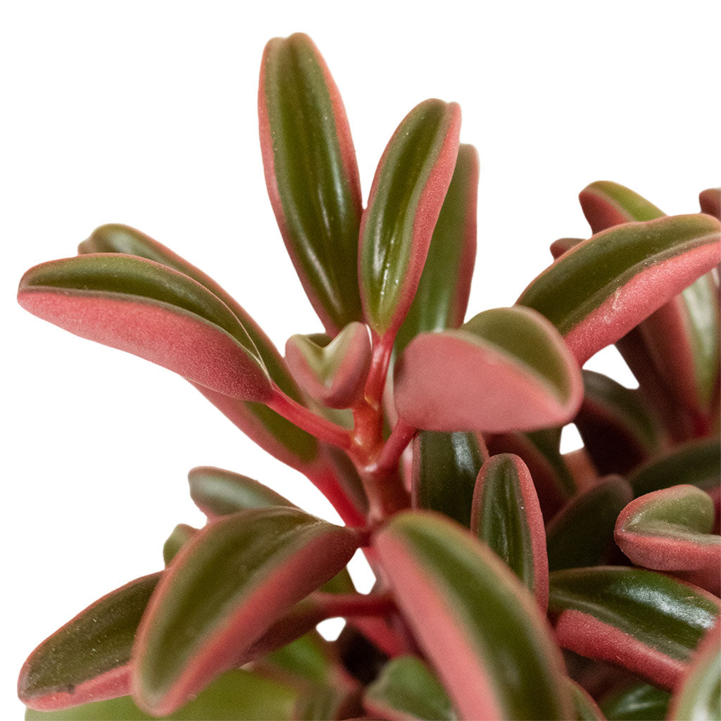 Peperomia graveolens - Ruby Glow Radiator Plant Leaves