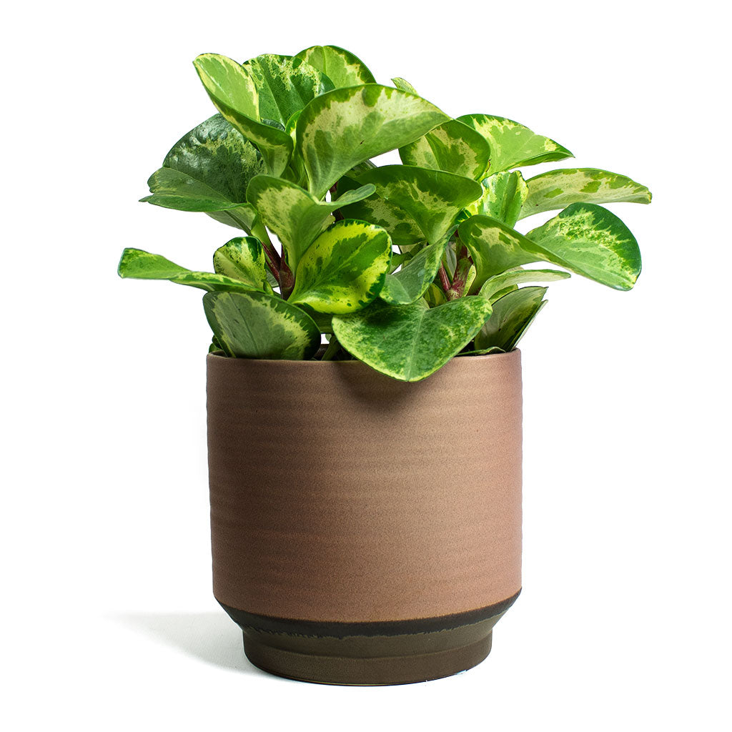 Peperomia obtusifolia Golden Gate Baby Rubber Plant & Suze Plant Pot - Pink