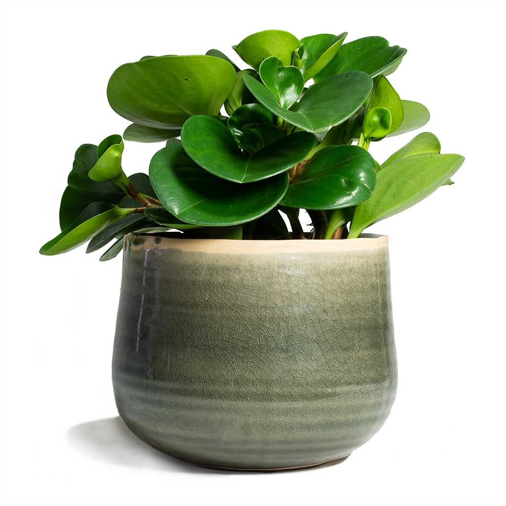 Peperomia obtusifolia Green Baby Rubber Plant &amp; Iris Plant Pot - Moss Grey