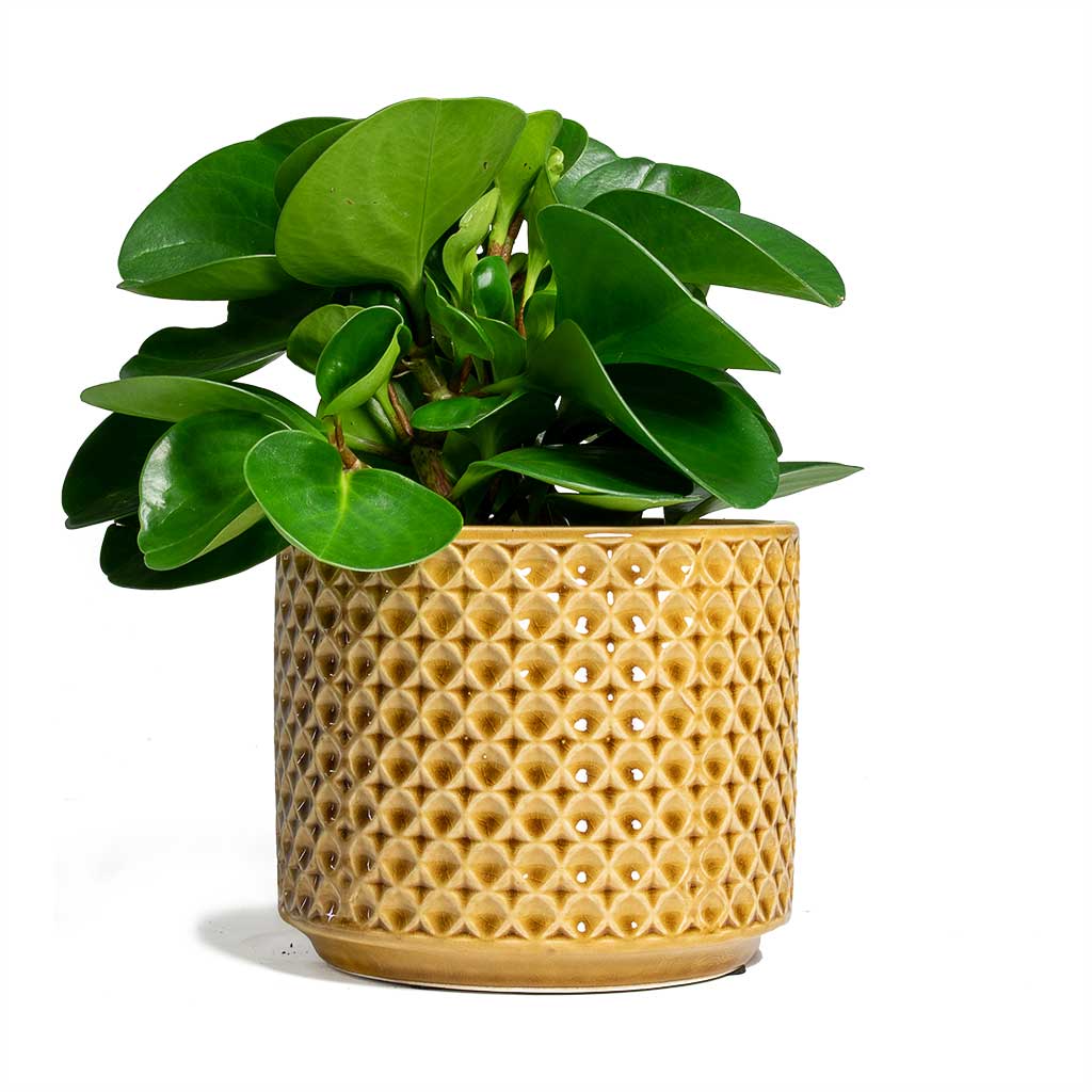 Peperomia obtusifolia Green Baby Rubber Plant &amp; Thies Plant Pot Mustard