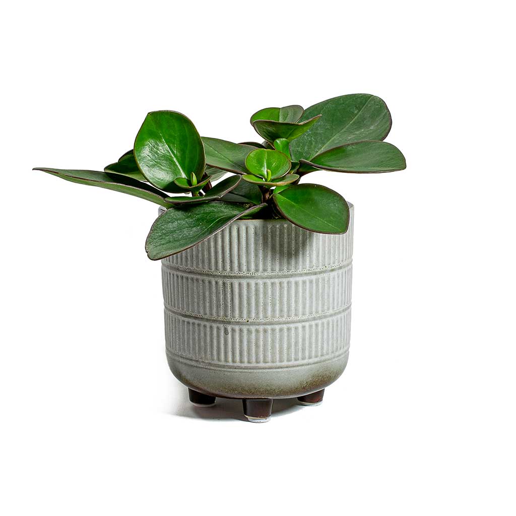 Peperomia obtusifolia Green Baby Rubber Plant Red Margin & Denise Plant Pot - Off White