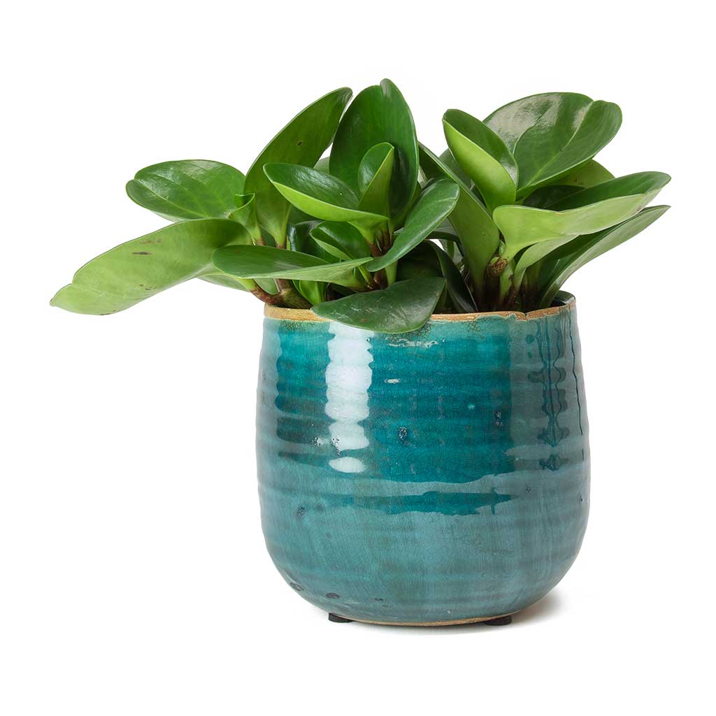 Peperomia obtusifolia Green - Baby Rubber Plant & Iris Turquoise Plant Pot