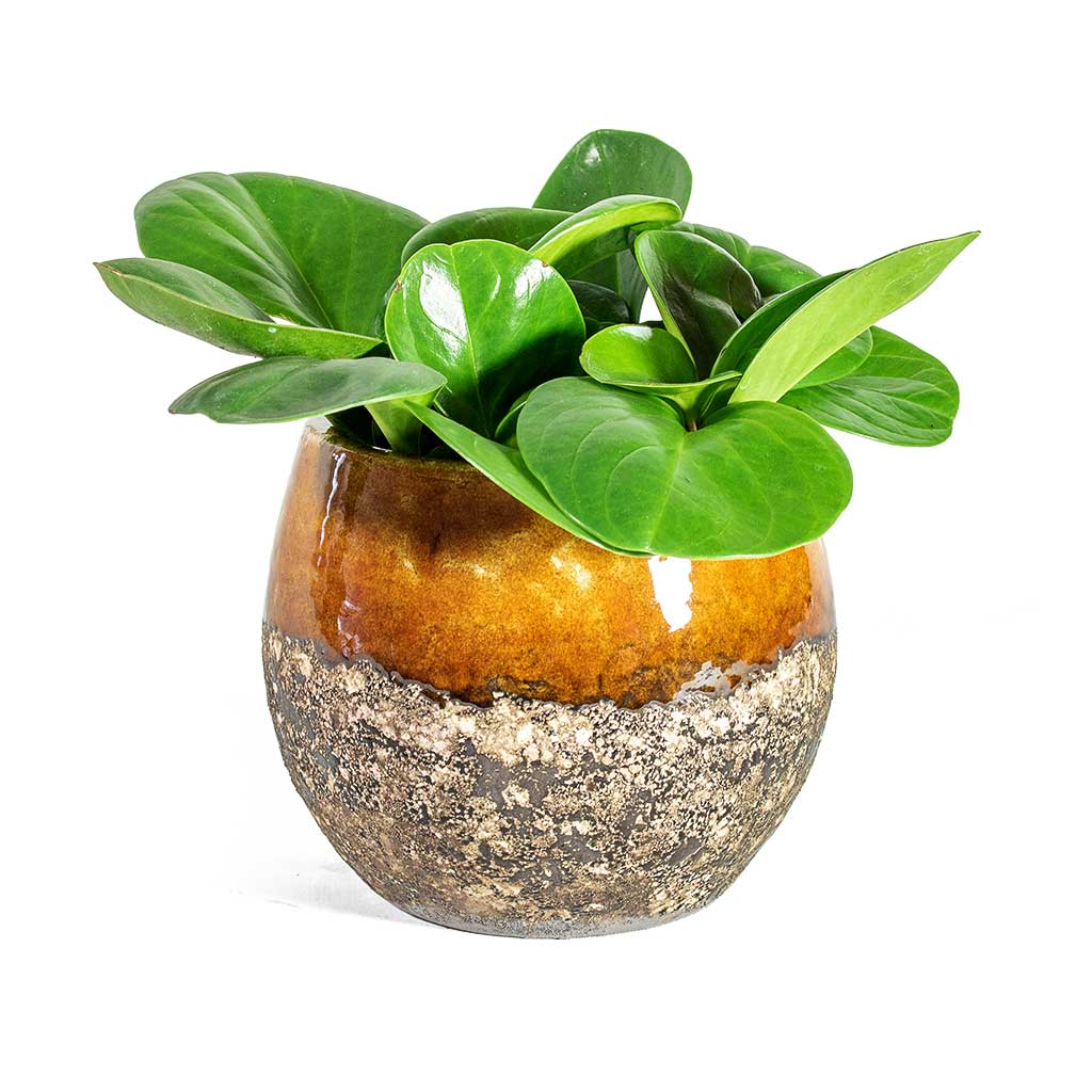 Peperomia obtusifolia Green Baby Rubber Plant & Lindy Plant Pot - Ochre