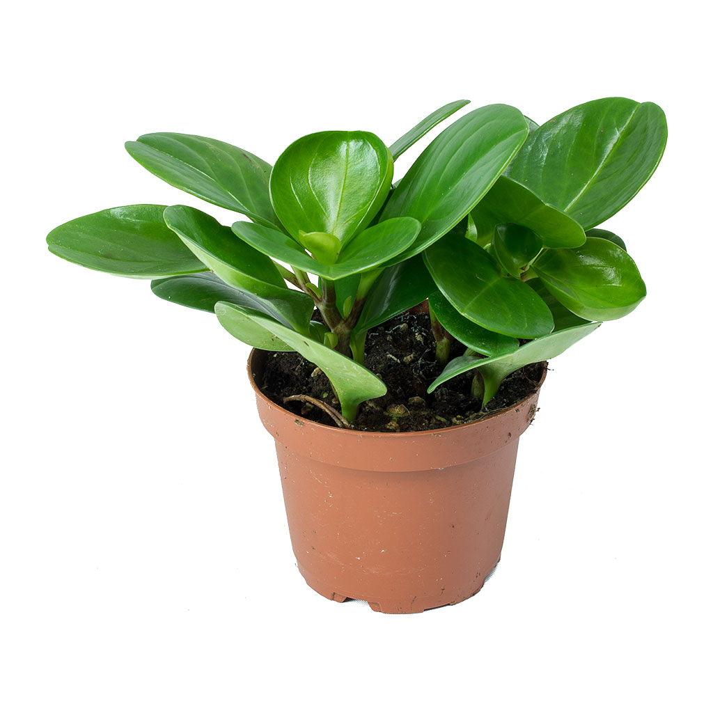 Peperomia obtusifolia Green - Baby Rubber Plant