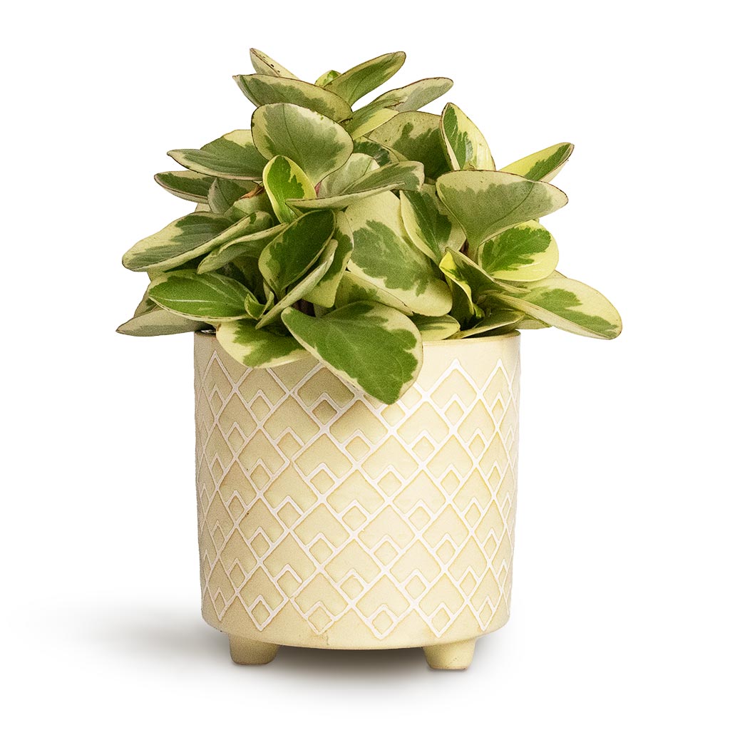 Peperomia obtusifolia Obtipan Bicolor 12x20cm Bilbao Plant Pot Pale Jade 14x14cm