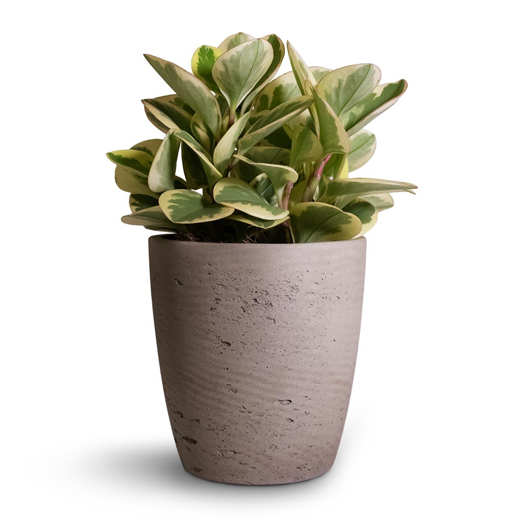 Peperomia obtusifolia Obtipan Bicolor Succulent Houseplant & Gerben Plant Pot - Grey Washed