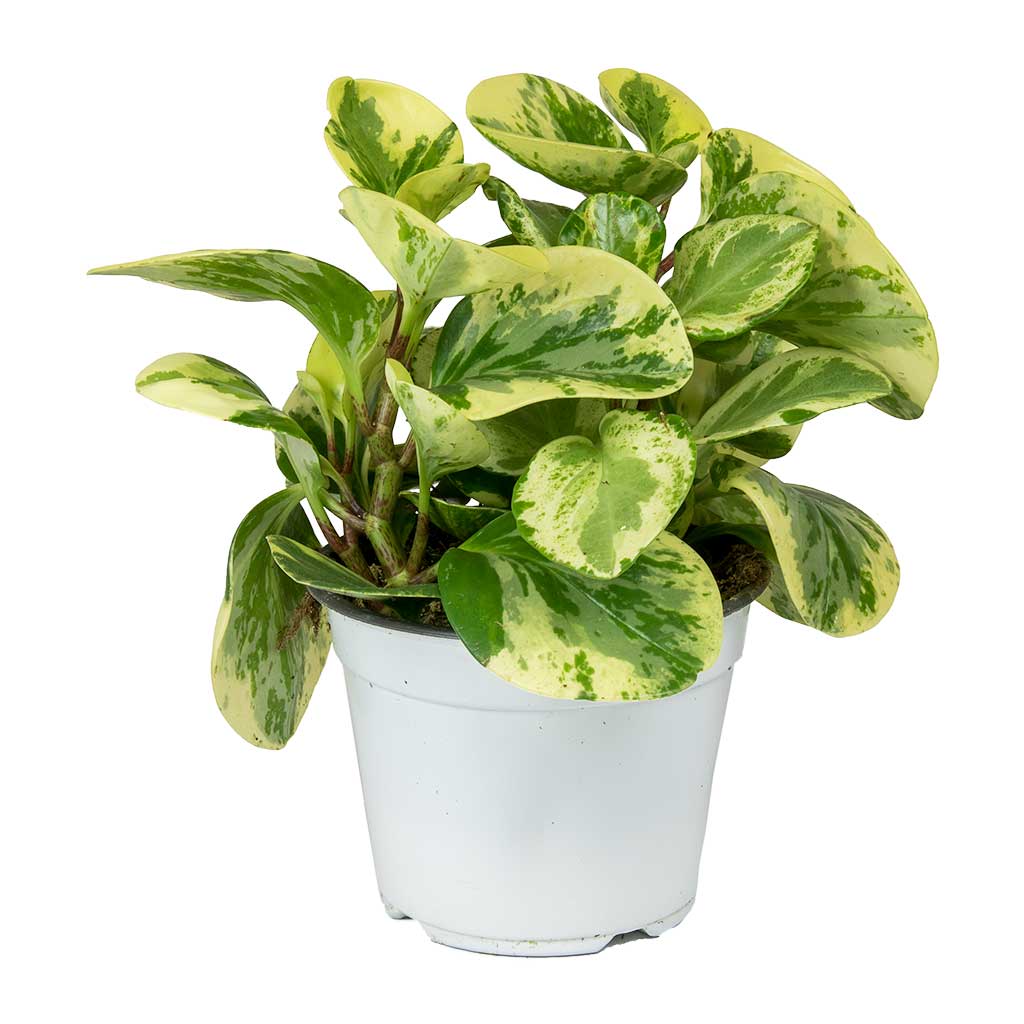 Peperomia obtusifolia Variegata - 12x20cm In Copenhagen Pot Blue - 18.5x9.5cm