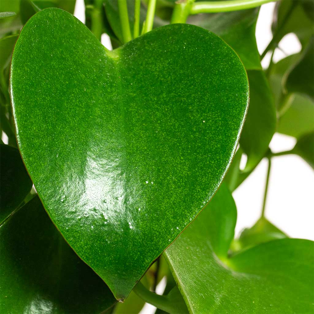 Peperomia polybotrya Raindrop - 15x35cm In Lydia Pot Shiny Green - 18x16cm