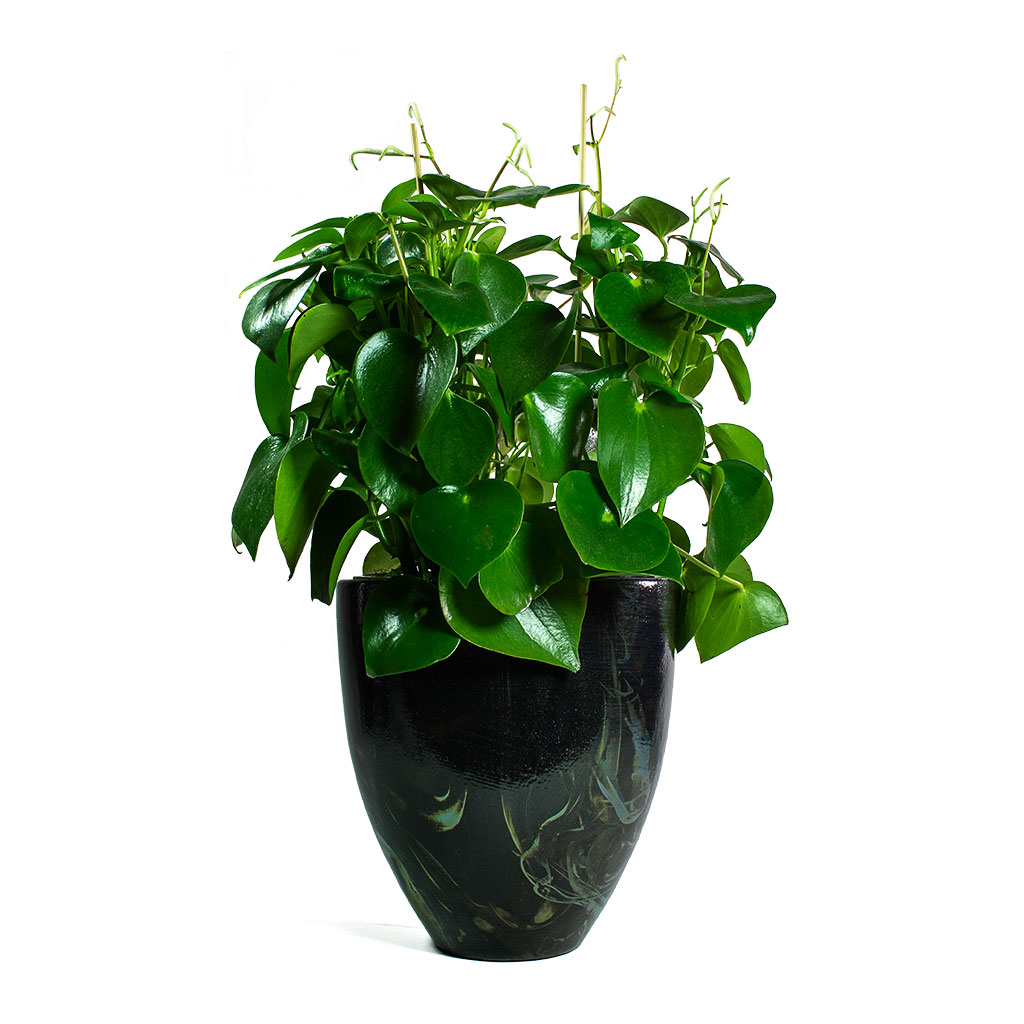 Peperomia polybotrya Raindrop with Livin' Beauty Flowerpot Black Silver Smooth