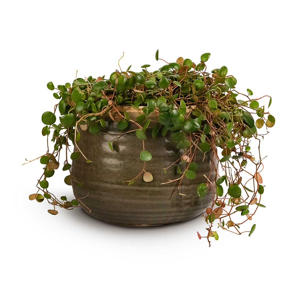 Peperomia prostrata Pepperspot String of Coins & Iris Plant Pot Moss Grey