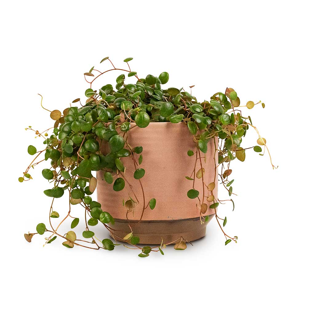 Peperomia prostrata Pepperspot String of Coins & Suze Plant Pot Pink