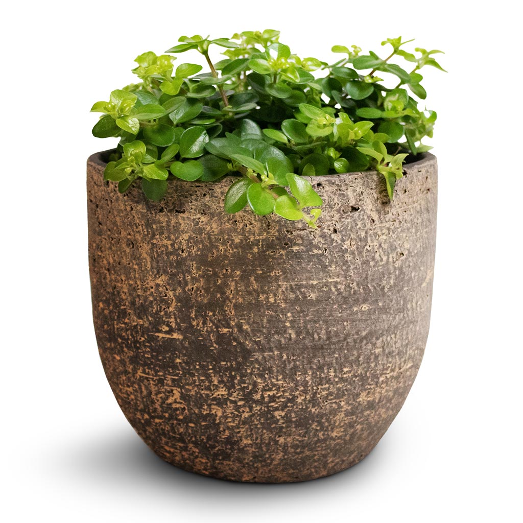 Cas Plant Pot - Sahara & Trailing Jade