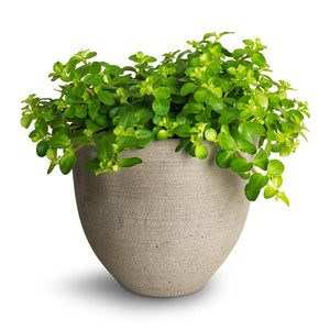 Peperomia rotundifolia - Trailing Jade Plant & Coral Refined Planter - Clouded Grey
