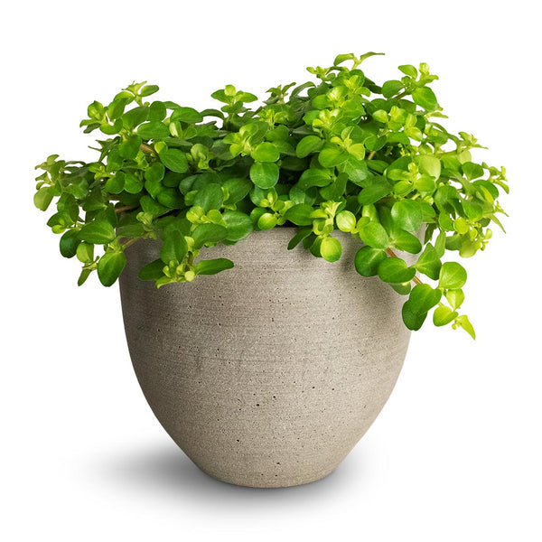 Pianta D'appartamento Peperomia Rotundifolia (Trailing Jade) - Pianta D' appartamento Piccola, Facile Da Curare, Ideale Per Interni, Ufficio O Mensole Pianta Da Interno Piccola Bassa Manutenzione Pianta D'appartamento Peperomia Rotundifolia (Trailing Jade) - Pianta D' appartamento Piccola, Facile Da Curare, Ideale Per Interni, Ufficio O Mensole Pianta Da Interno Piccola Bassa Manutenzione