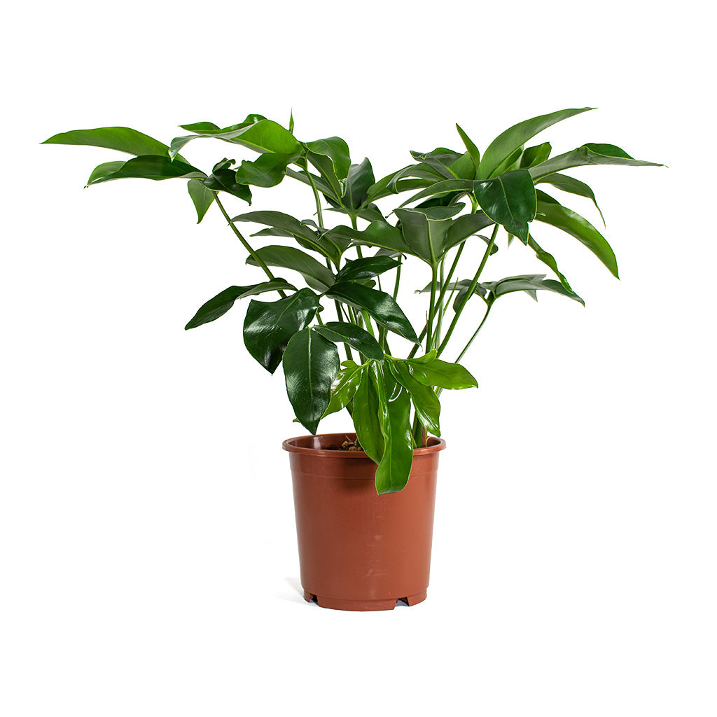 Philodendron Green Wonder - Quality Houseplants | Hortology