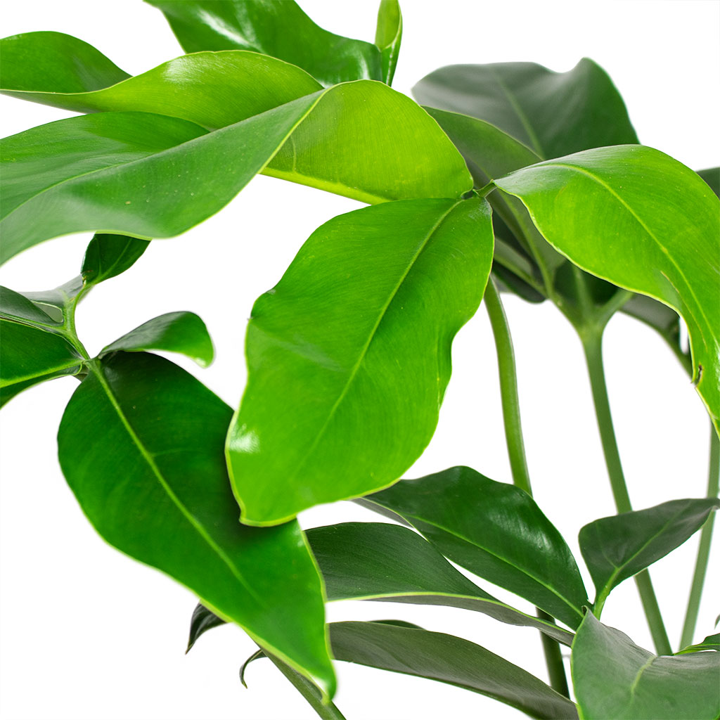 philodendron green wonder Philodendron Green Wonder - Quality Houseplants | Hortology