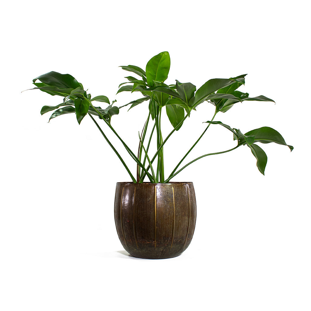 Philodendron Green Wonder with Gusto Metal Plant Pots Set of 3 Old Brown